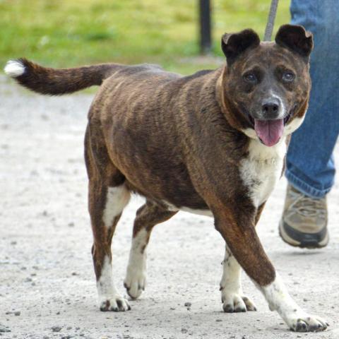Candella, an adoptable Labrador Retriever Mix in Middletown, NY_image-2