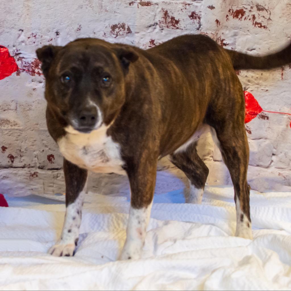 Candella, an adoptable Labrador Retriever, Mixed Breed in Middletown, NY, 10940 | Photo Image 2