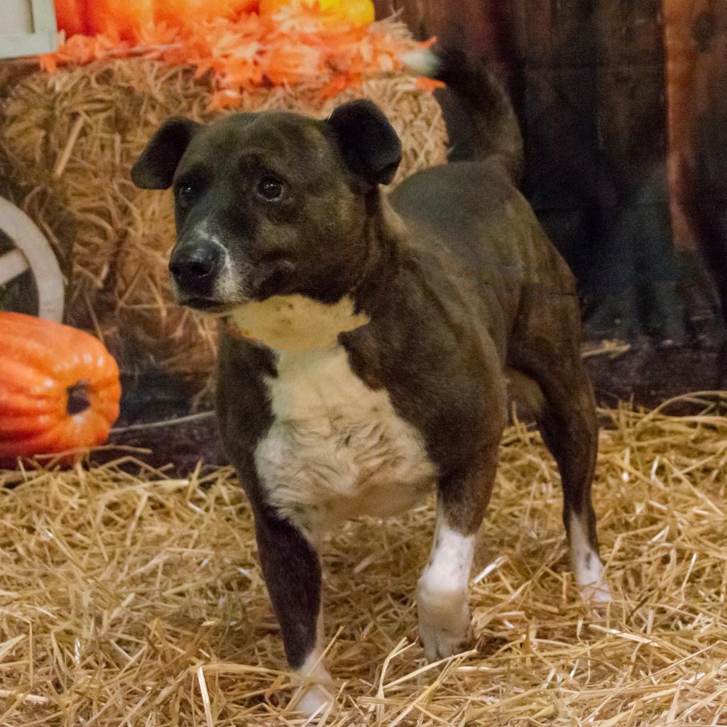 Candella, an adoptable Labrador Retriever, Mixed Breed in Middletown, NY, 10940 | Photo Image 3