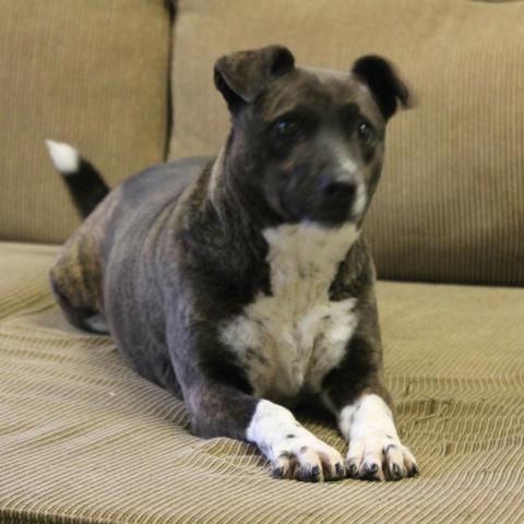 Candella, an adoptable Labrador Retriever Mix in Middletown, NY_image-4