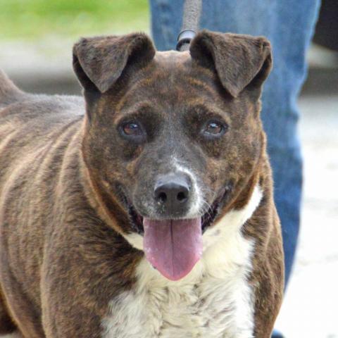 Candella, an adoptable Labrador Retriever, Mixed Breed in Middletown, NY, 10940 | Photo Image 4