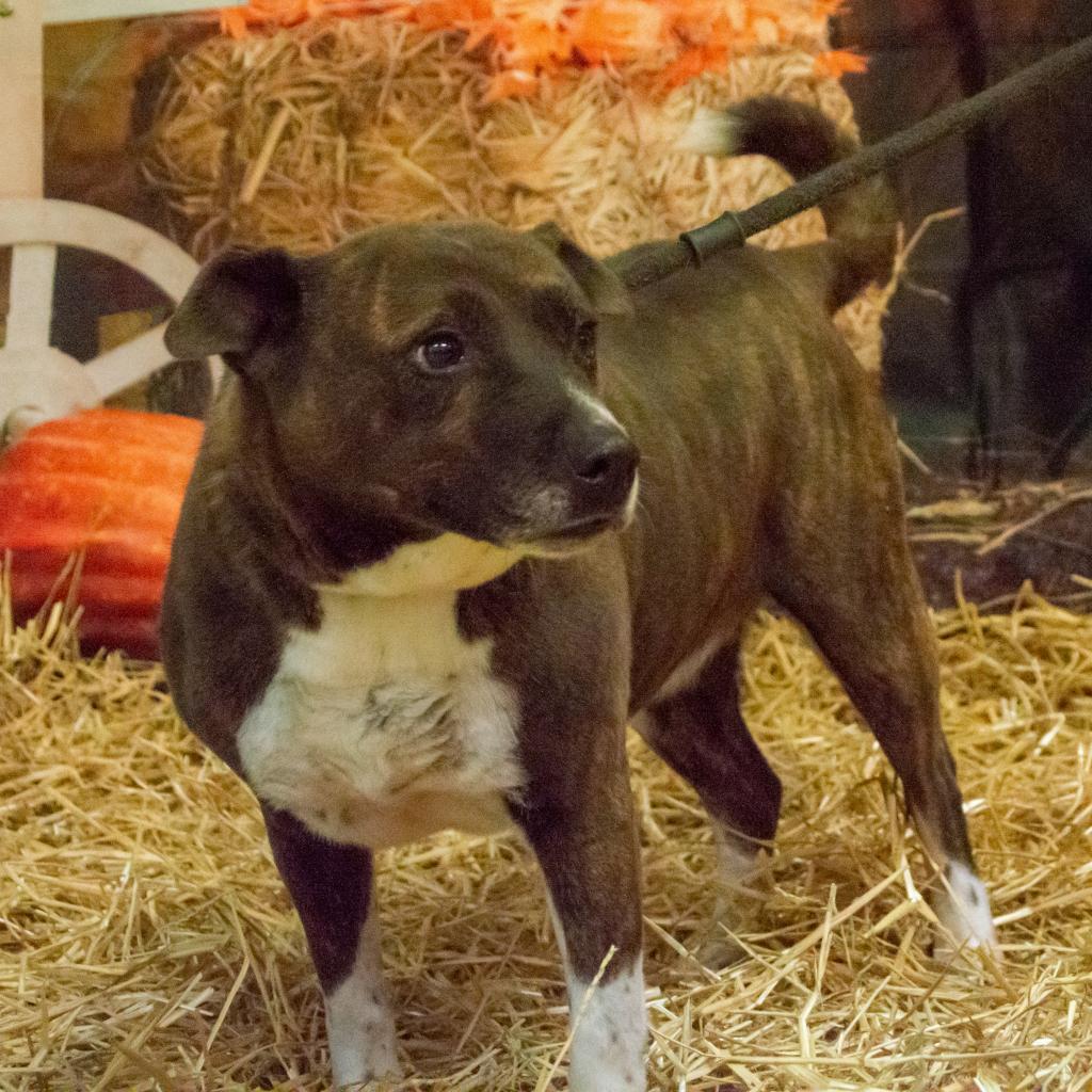 Candella, an adoptable Labrador Retriever, Mixed Breed in Middletown, NY, 10940 | Photo Image 4