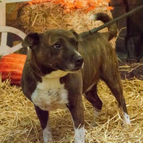 Candella, an adoptable Labrador Retriever, Mixed Breed in Middletown, NY, 10940 | Photo Image 6