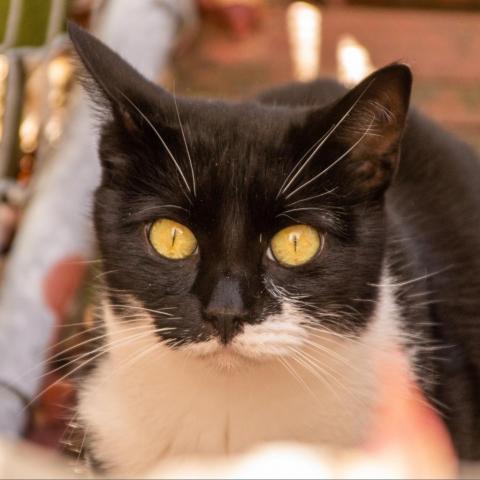 Agave, an adoptable Domestic Short Hair in Middletown, NY, 10940 | Photo Image 1