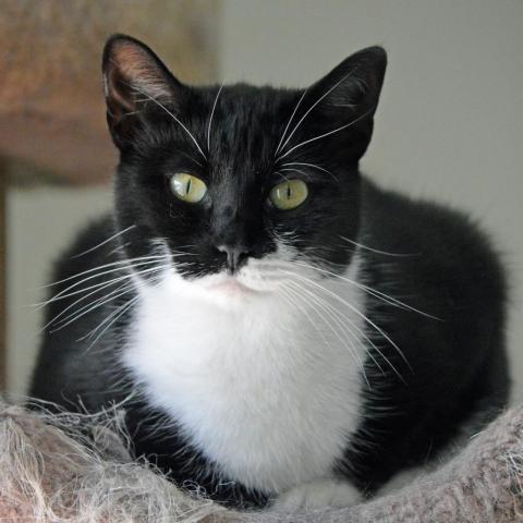Agave, an adoptable Domestic Short Hair in Middletown, NY, 10940 | Photo Image 3