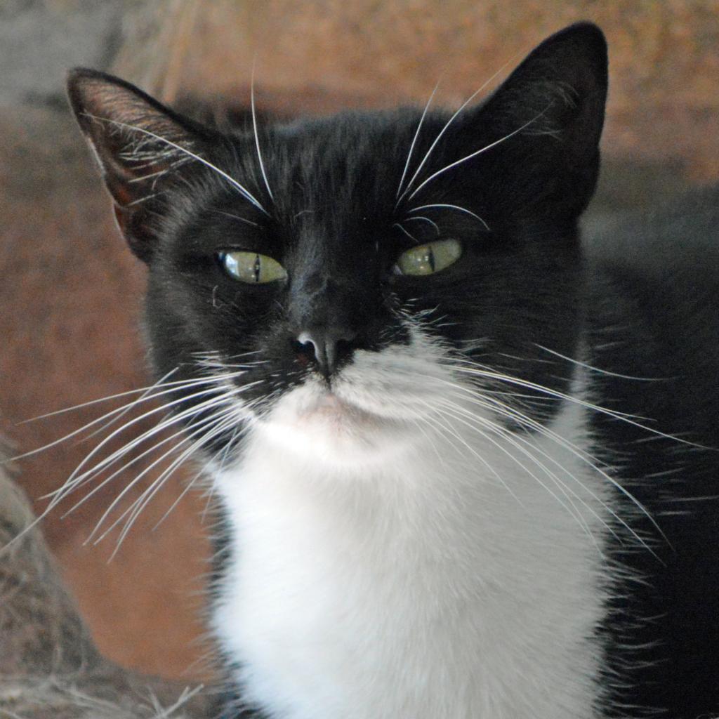 Agave, an adoptable Domestic Short Hair in Middletown, NY, 10940 | Photo Image 3