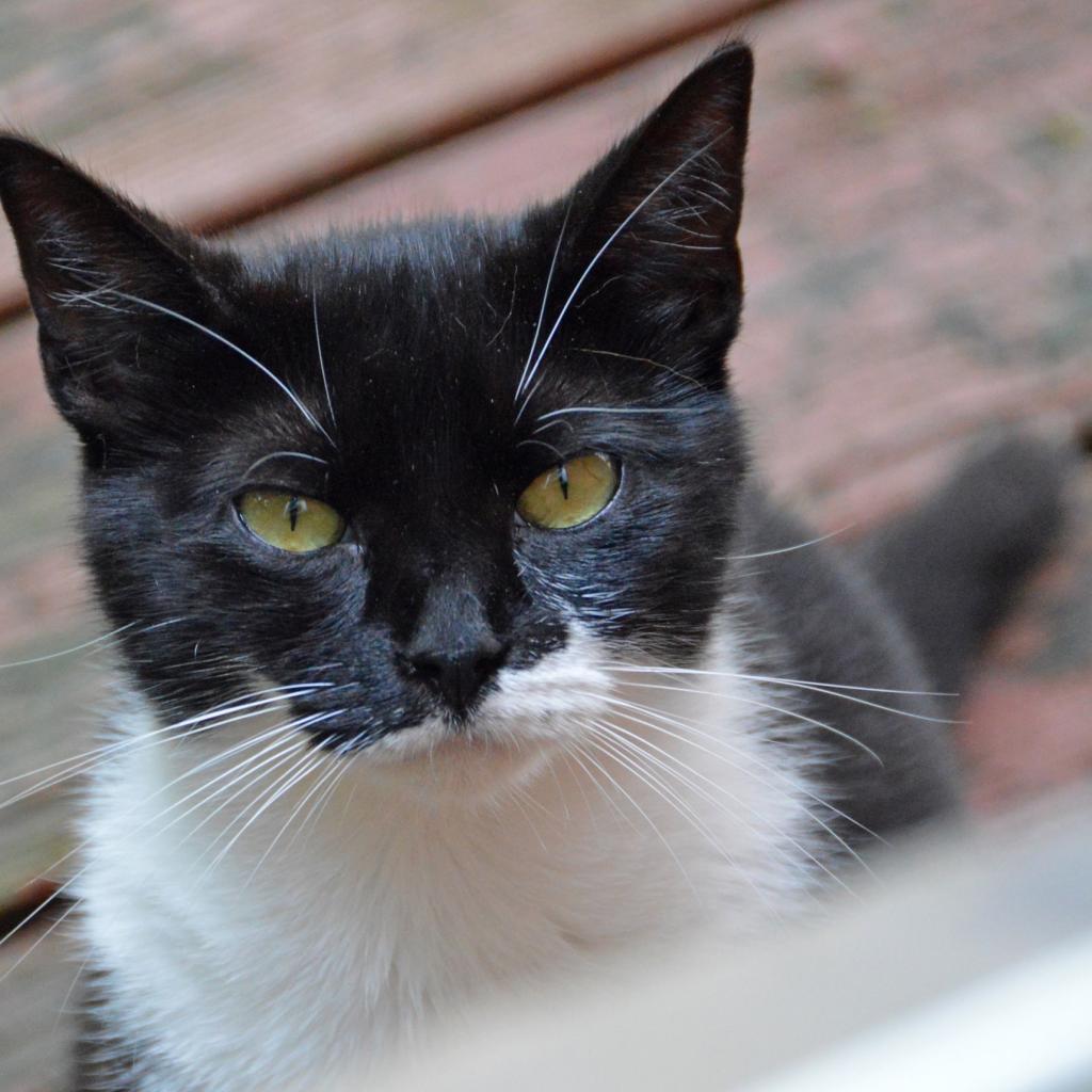 Agave, an adoptable Domestic Short Hair in Middletown, NY, 10940 | Photo Image 4