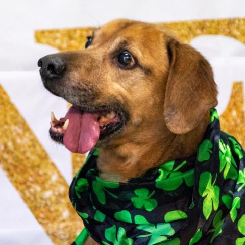 Elvis, an adoptable Labrador Retriever in Middletown, NY, 10940 | Photo Image 1