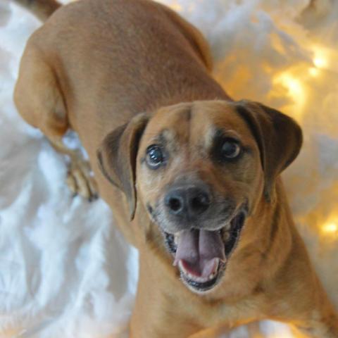 Elvis, an adoptable Labrador Retriever in Middletown, NY, 10940 | Photo Image 2