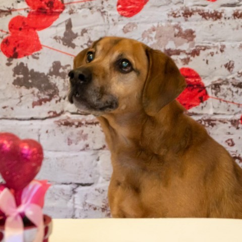 Elvis, an adoptable Labrador Retriever in Middletown, NY, 10940 | Photo Image 2