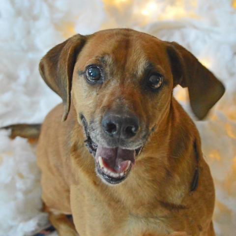 Elvis, an adoptable Labrador Retriever in Middletown, NY, 10940 | Photo Image 3