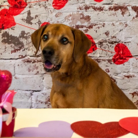 Elvis, an adoptable Labrador Retriever in Middletown, NY, 10940 | Photo Image 3