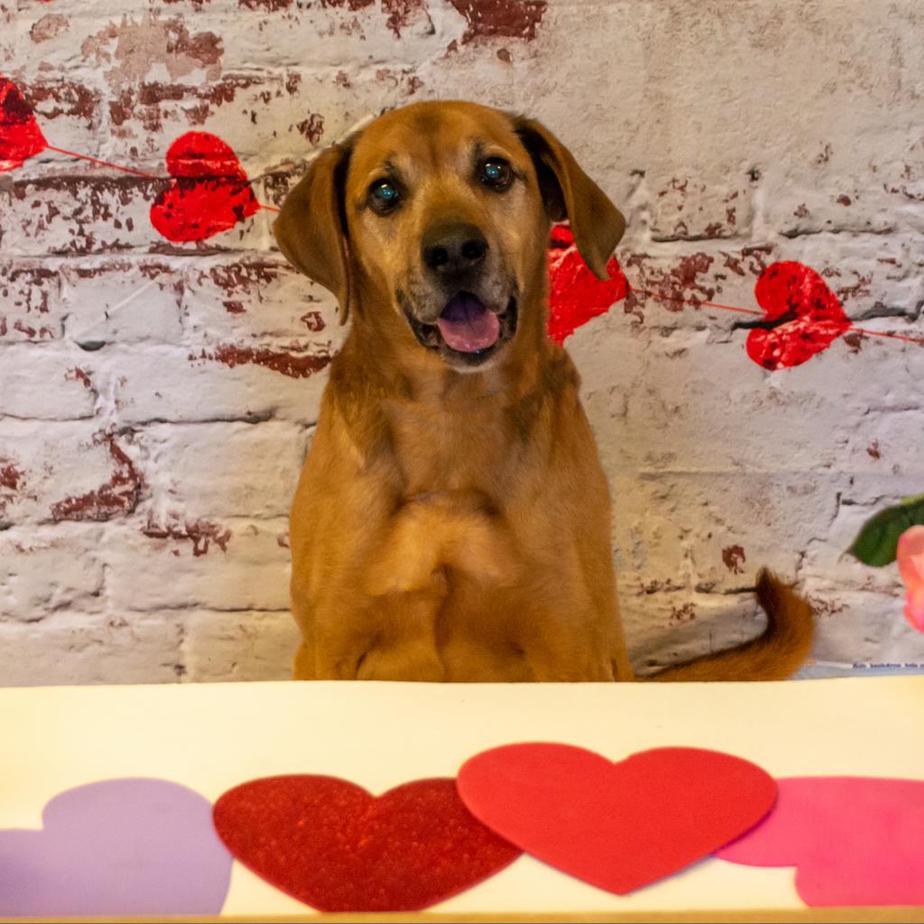 Elvis, an adoptable Labrador Retriever in Middletown, NY, 10940 | Photo Image 4