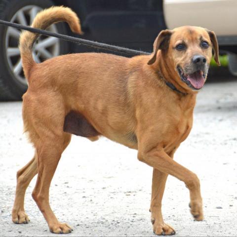 Elvis, an adoptable Mixed Breed in Middletown, NY, 10940 | Photo Image 4