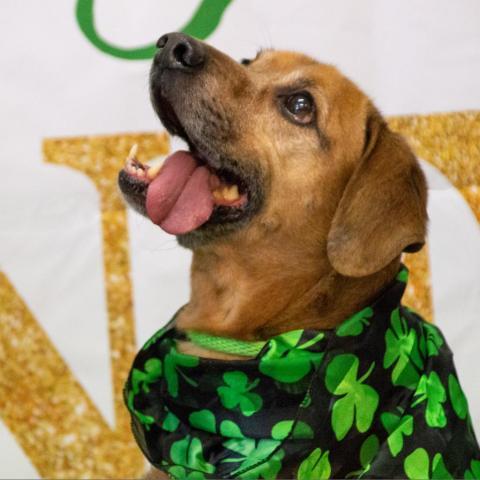 Elvis, an adoptable Labrador Retriever in Middletown, NY, 10940 | Photo Image 5