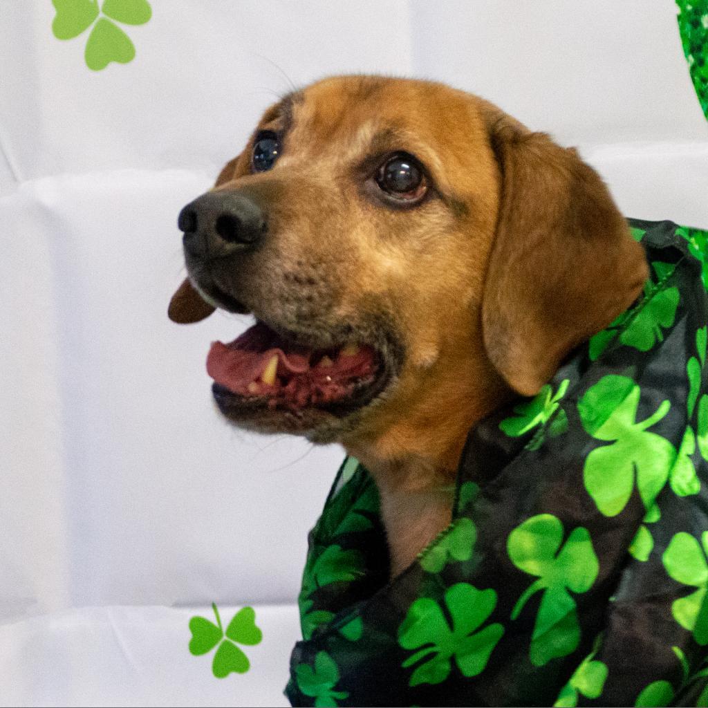 Elvis, an adoptable Mixed Breed in Middletown, NY, 10940 | Photo Image 5