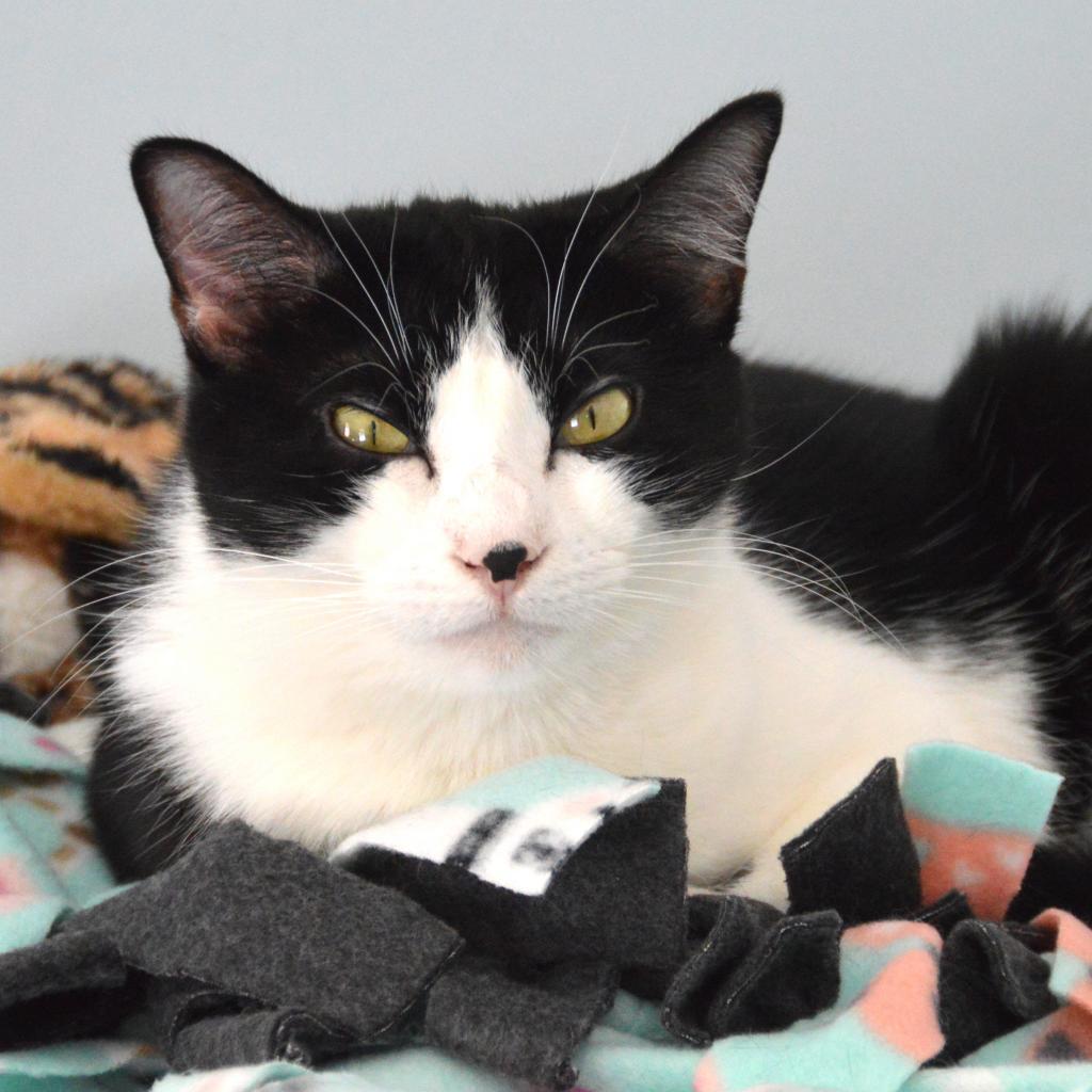 Shortbread, an adoptable Domestic Short Hair in Middletown, NY, 10940 | Photo Image 1