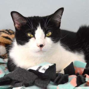 Shortbread, Senior Female unknown