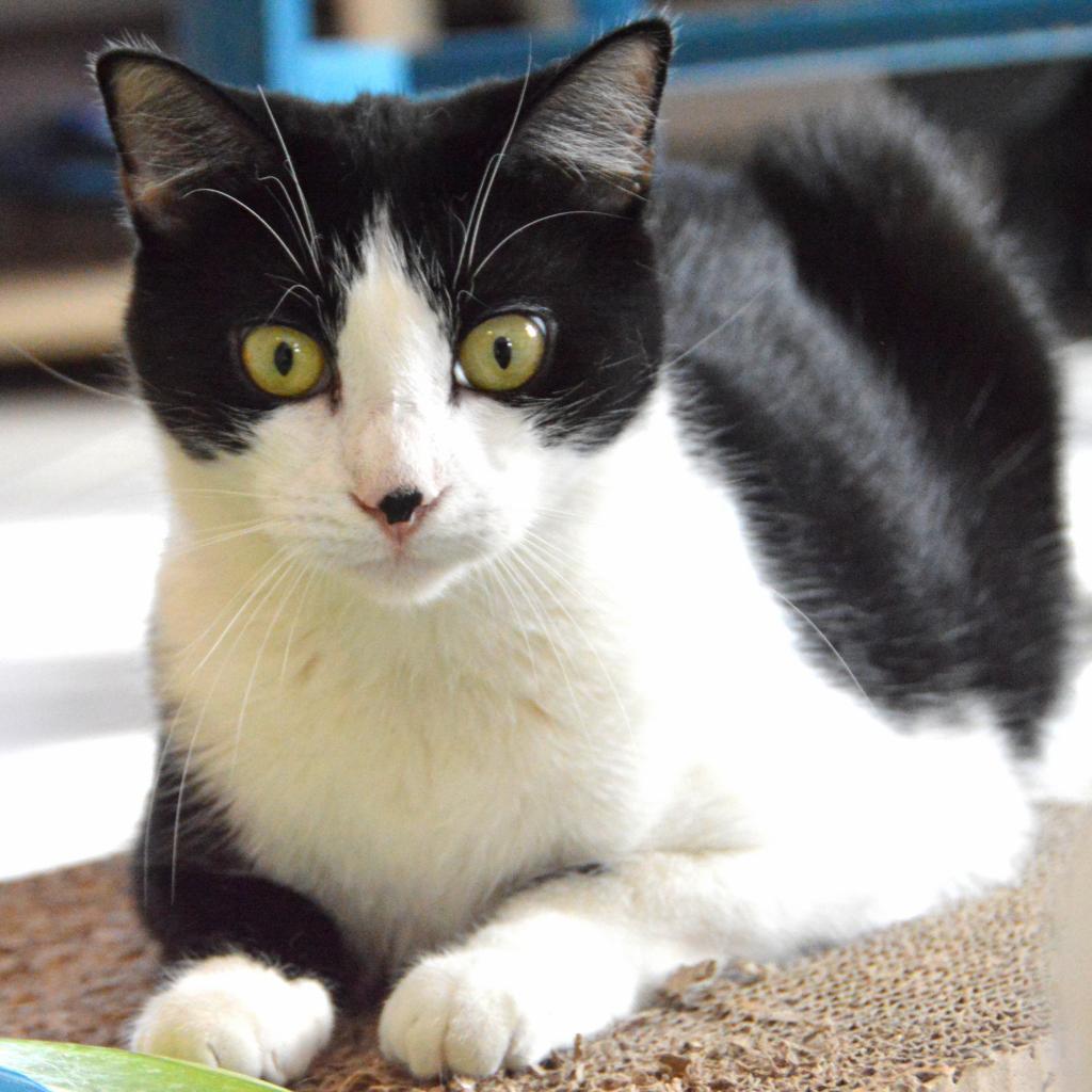 Shortbread, an adoptable Domestic Short Hair in Middletown, NY, 10940 | Photo Image 2