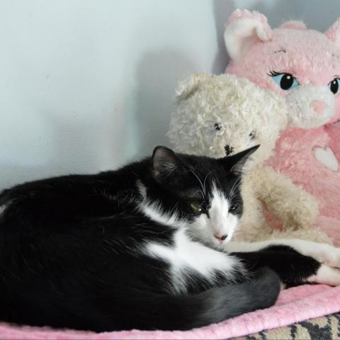 Shortbread, an adoptable Domestic Short Hair in Middletown, NY, 10940 | Photo Image 3