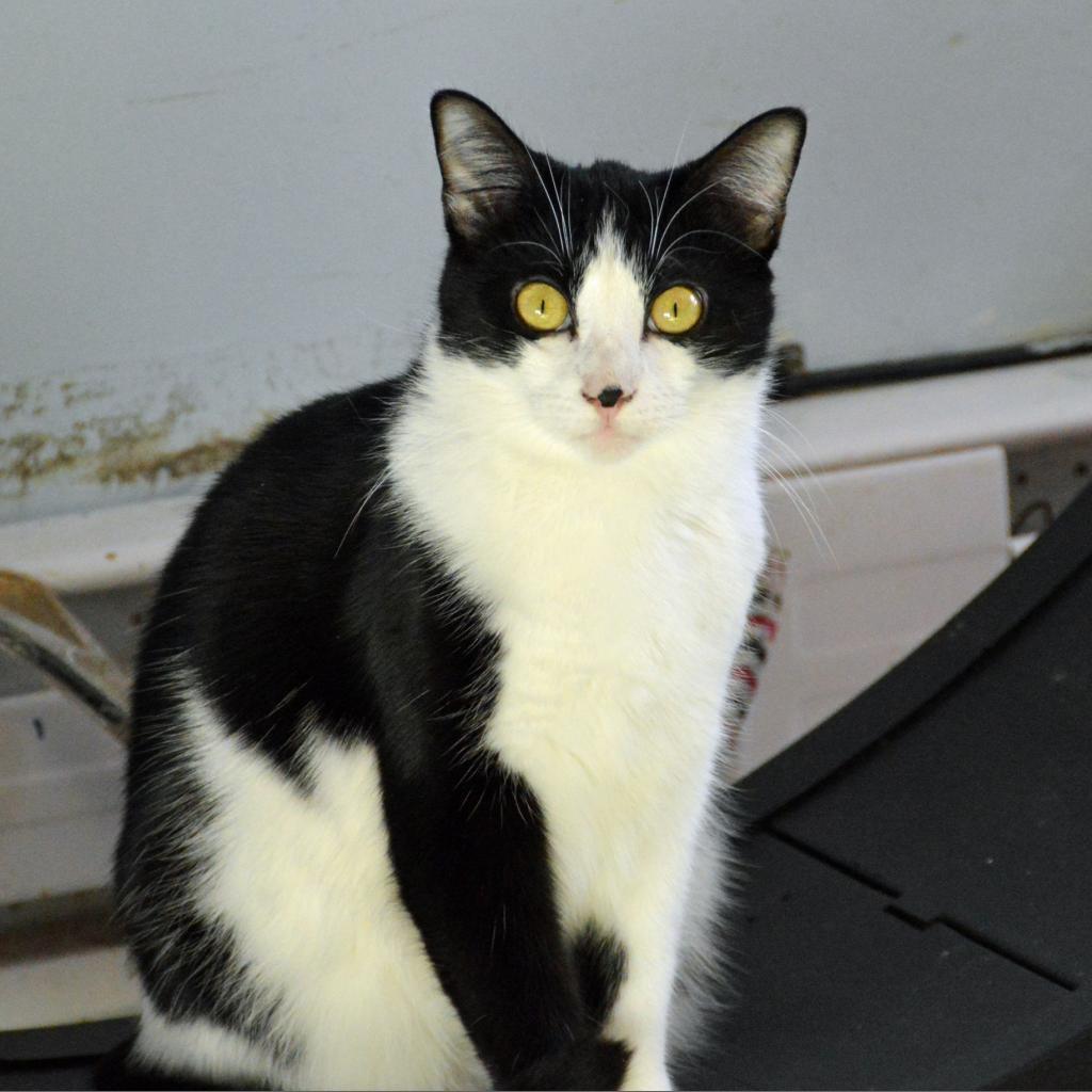 Shortbread, an adoptable Domestic Short Hair in Middletown, NY, 10940 | Photo Image 3