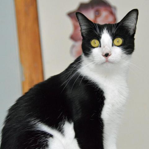 Shortbread, an adoptable Domestic Short Hair in Middletown, NY, 10940 | Photo Image 4