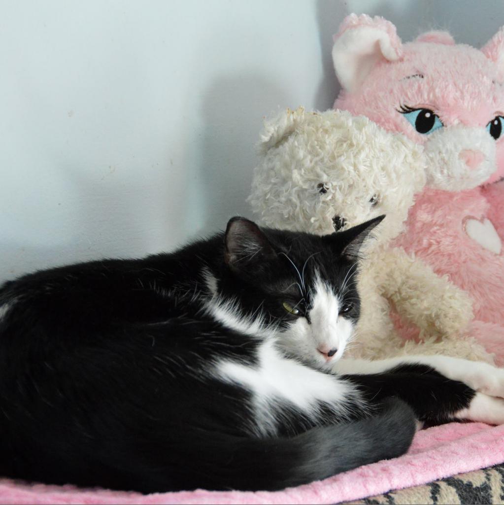 Shortbread, an adoptable Domestic Short Hair in Middletown, NY, 10940 | Photo Image 5