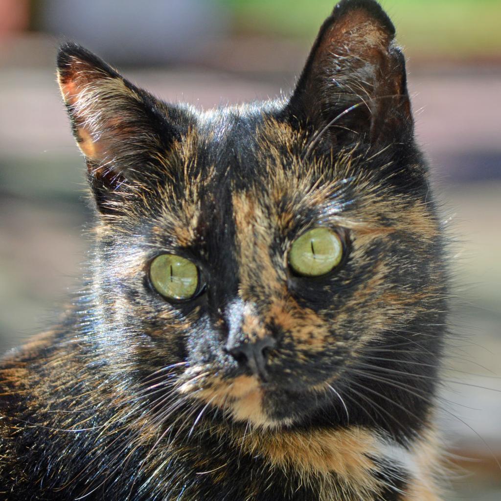 Harvest, an adoptable Domestic Short Hair in Middletown, NY, 10940 | Photo Image 1