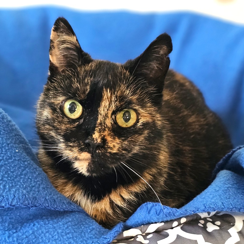 Harvest, an adoptable Domestic Short Hair in Middletown, NY, 10940 | Photo Image 1