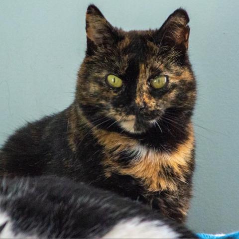Harvest, an adoptable Domestic Short Hair in Middletown, NY, 10940 | Photo Image 2