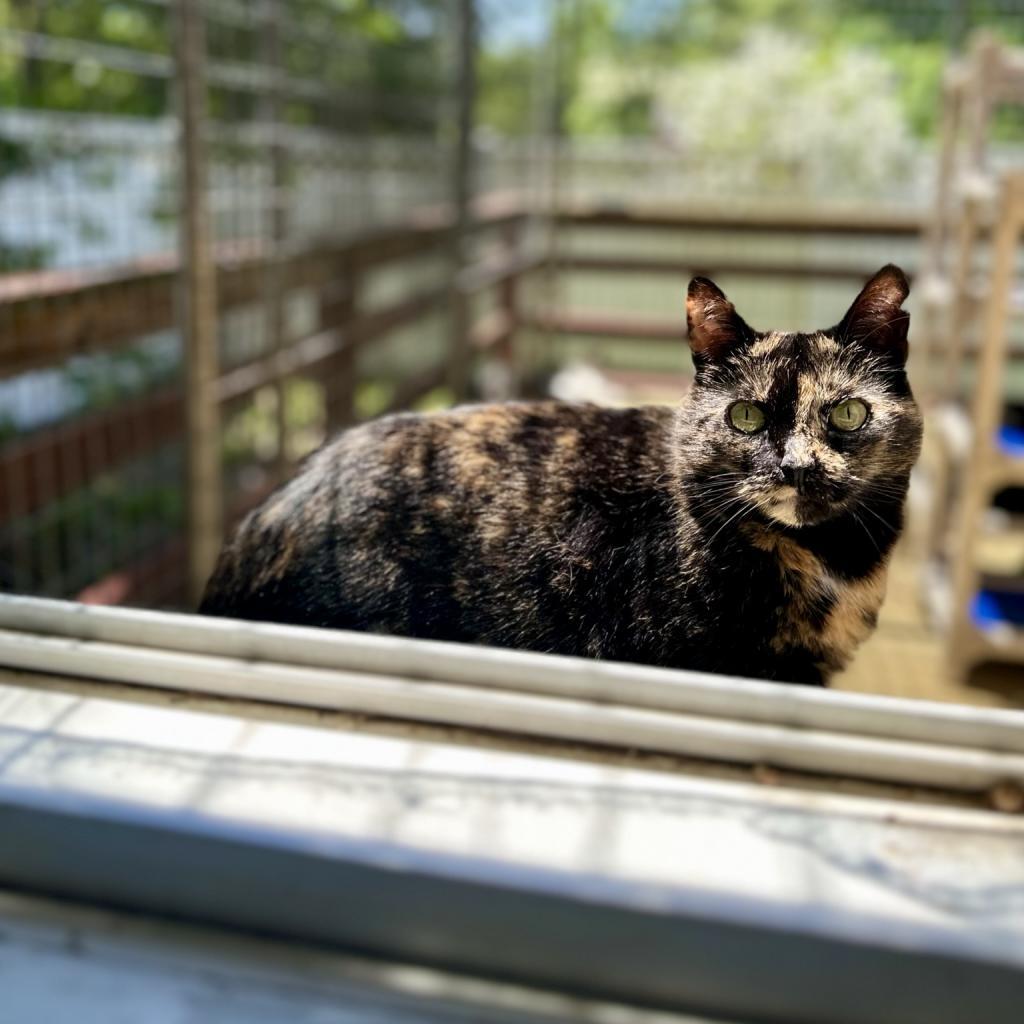 Harvest, an adoptable Domestic Short Hair in Middletown, NY, 10940 | Photo Image 2