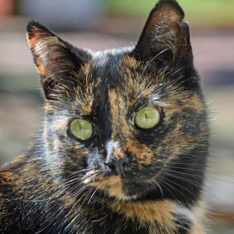 Harvest, an adoptable Domestic Short Hair in Middletown, NY, 10940 | Photo Image 3