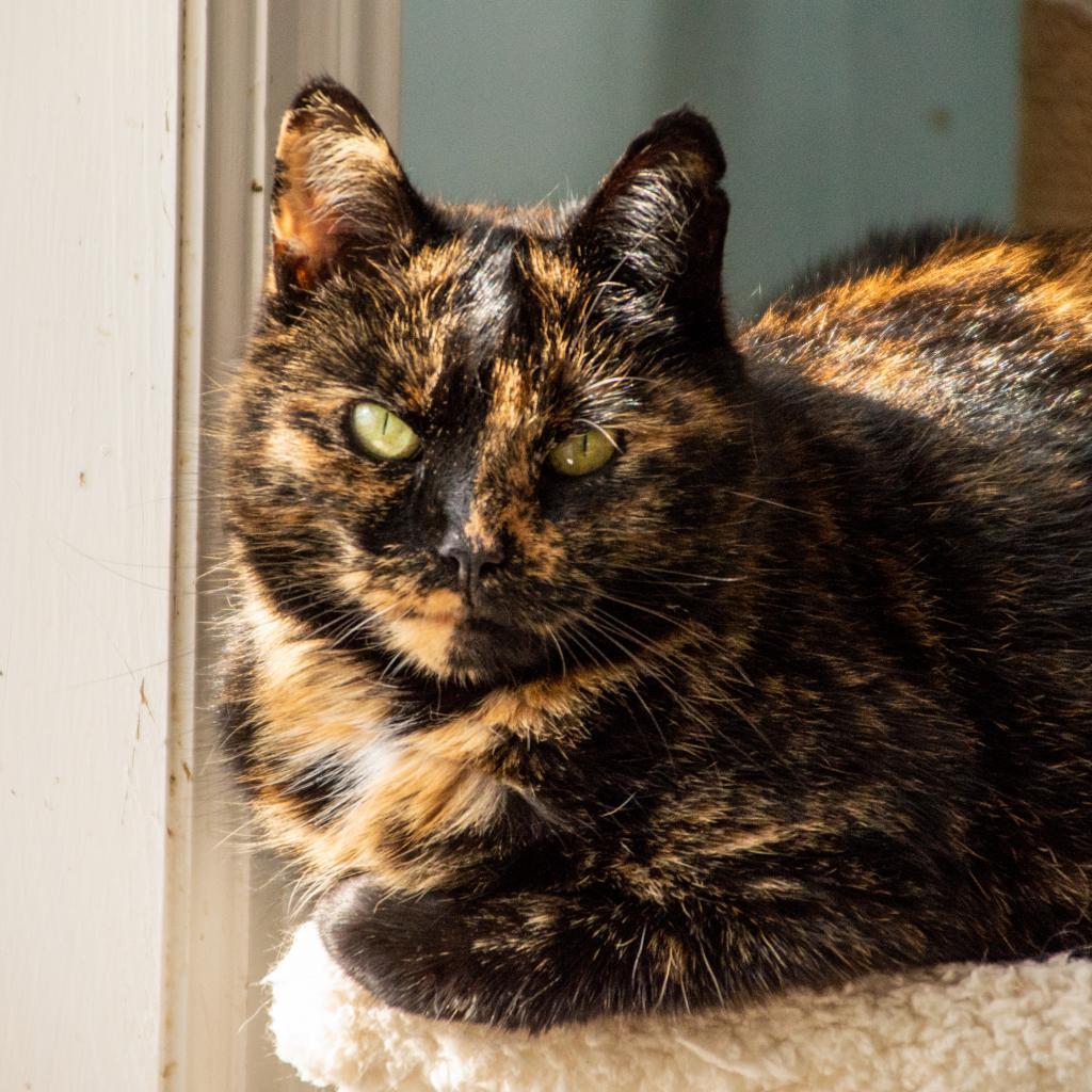 Harvest, an adoptable Domestic Short Hair in Middletown, NY, 10940 | Photo Image 4