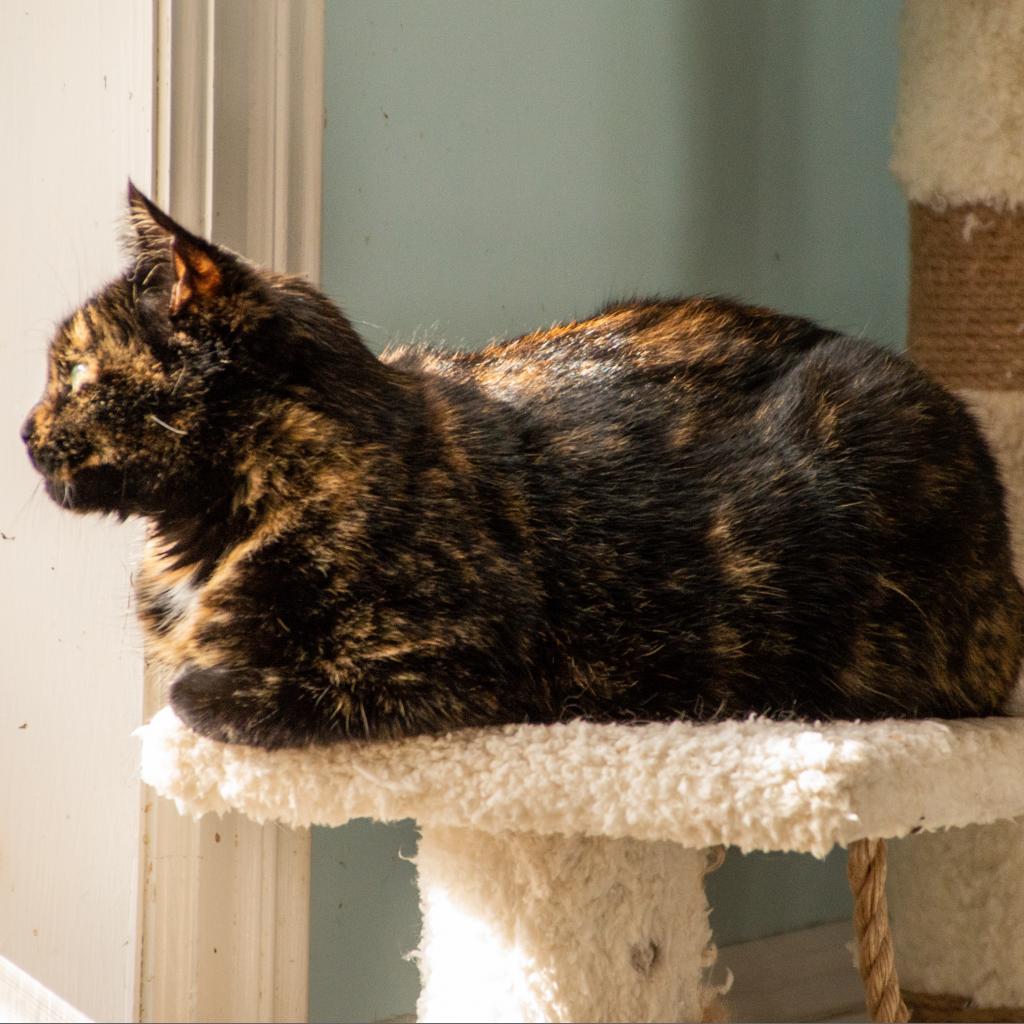 Harvest, an adoptable Domestic Short Hair in Middletown, NY, 10940 | Photo Image 4