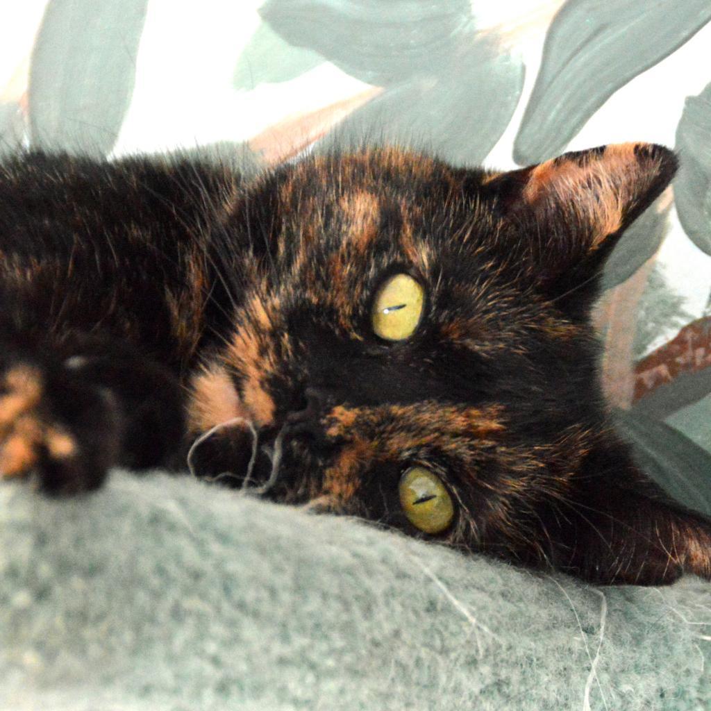 Harvest, an adoptable Domestic Short Hair in Middletown, NY, 10940 | Photo Image 6