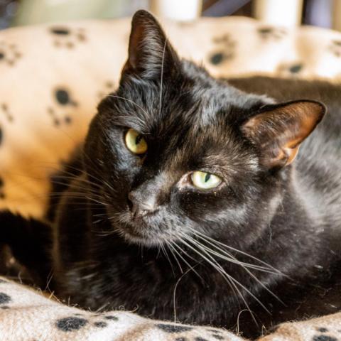 Chimney Sweep, an adoptable Domestic Short Hair in Middletown, NY, 10940 | Photo Image 6