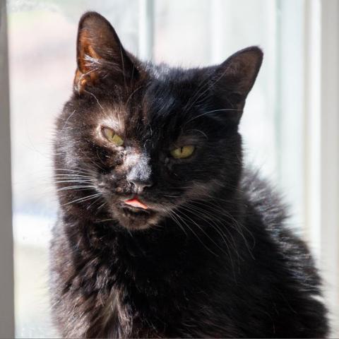 Condalezza Mice, an adoptable Domestic Short Hair in Middletown, NY, 10940 | Photo Image 1