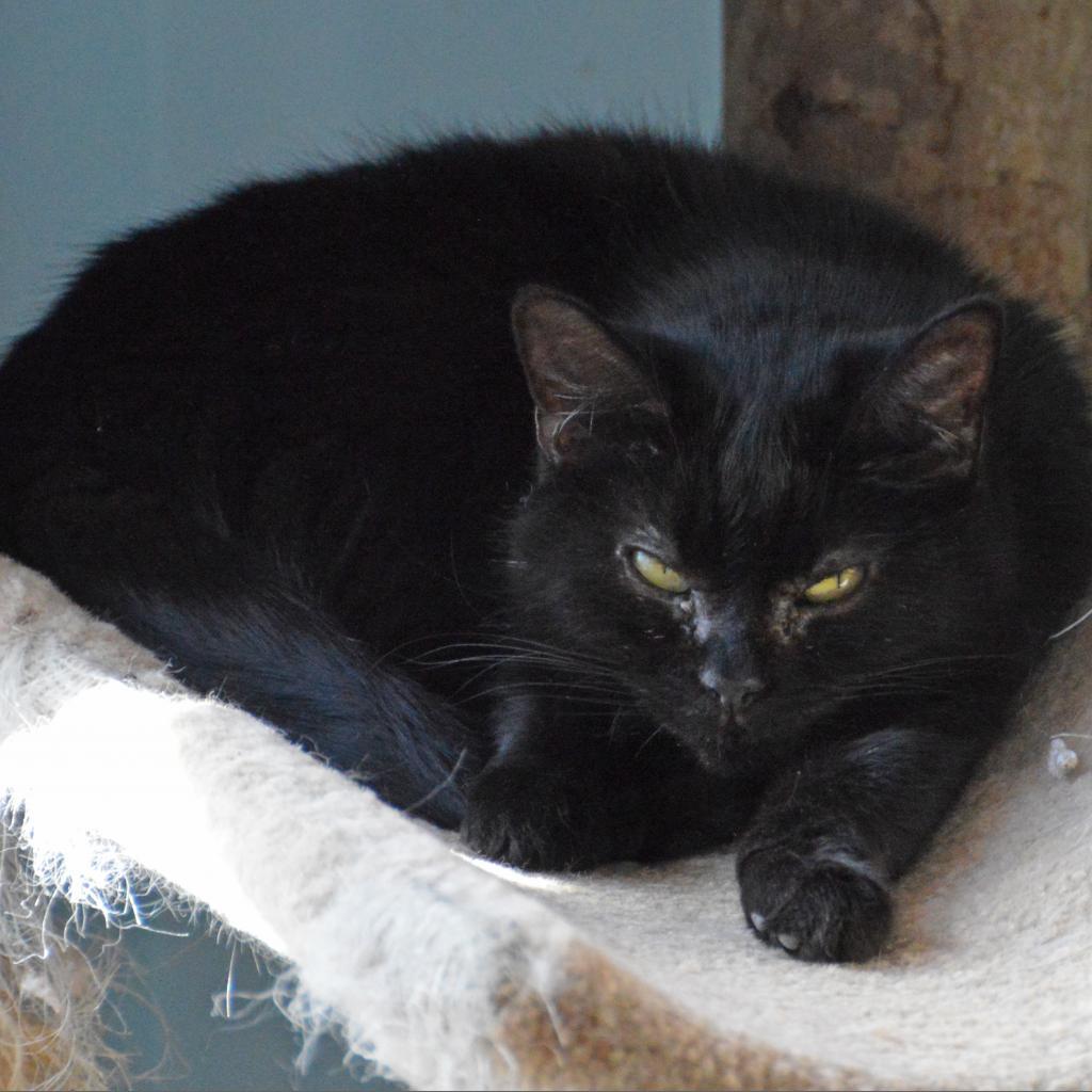 Condalezza Mice, an adoptable Domestic Short Hair in Middletown, NY, 10940 | Photo Image 2