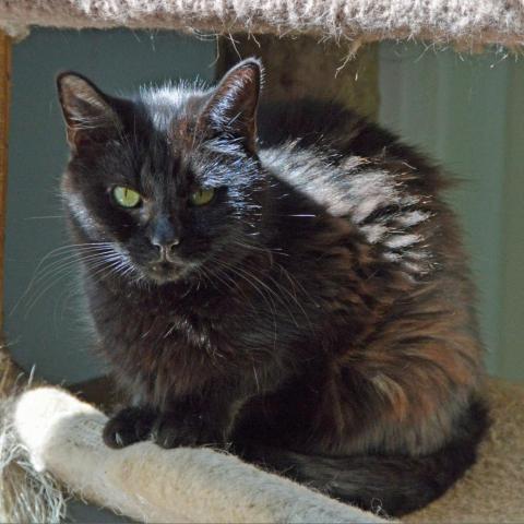 Condaleeza Mice, an adoptable Domestic Short Hair in Middletown, NY_image-3