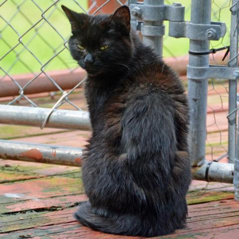 Condalezza Mice, an adoptable Domestic Short Hair in Middletown, NY, 10940 | Photo Image 3