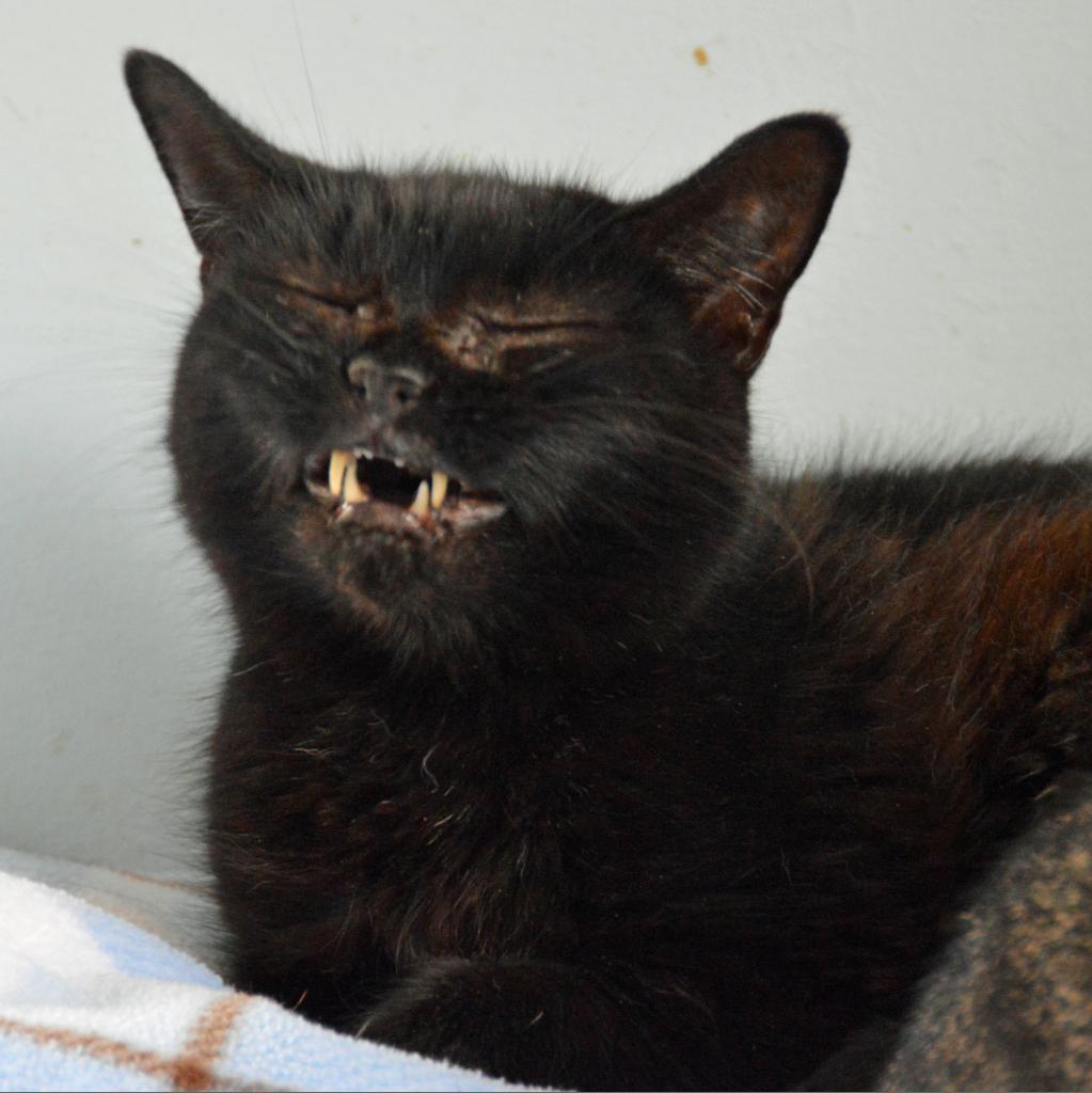 Condalezza Mice, an adoptable Domestic Short Hair in Middletown, NY, 10940 | Photo Image 5