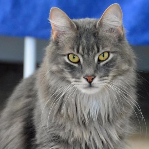 Ziggy, an adoptable Domestic Long Hair in Middletown, NY, 10940 | Photo Image 1