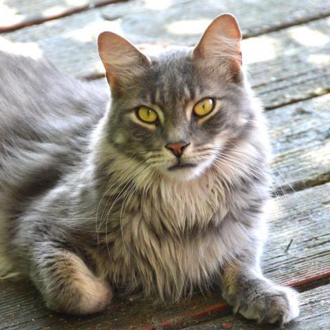 Ziggy, an adoptable Domestic Long Hair in Middletown, NY, 10940 | Photo Image 2