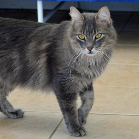 Ziggy, an adoptable Domestic Long Hair in Middletown, NY, 10940 | Photo Image 2