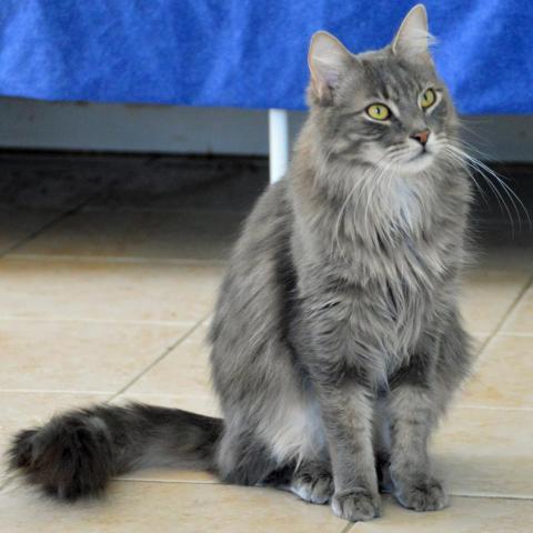 Ziggy, an adoptable Domestic Long Hair in Middletown, NY, 10940 | Photo Image 3