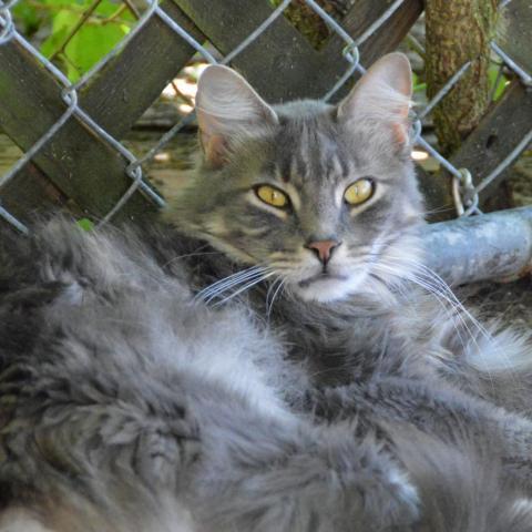 Ziggy, an adoptable Domestic Long Hair in Middletown, NY, 10940 | Photo Image 3