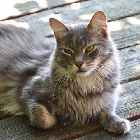 Ziggy, an adoptable Domestic Long Hair in Middletown, NY, 10940 | Photo Image 4