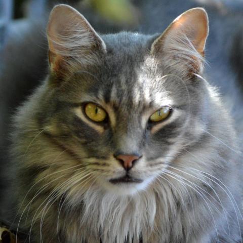 Ziggy, an adoptable Domestic Long Hair in Middletown, NY, 10940 | Photo Image 6