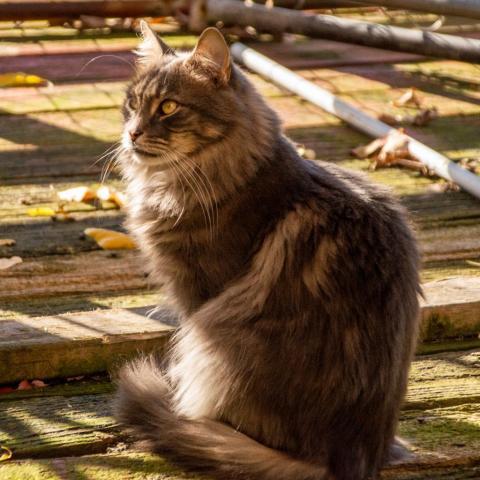 Ziggy, an adoptable Domestic Long Hair in Middletown, NY, 10940 | Photo Image 6