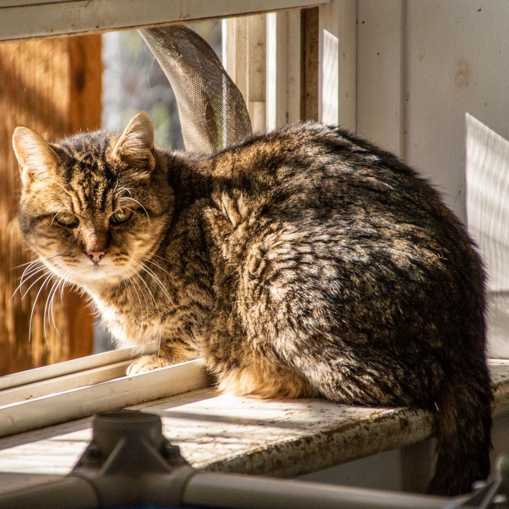 Broccoli, an adoptable Domestic Short Hair in Middletown, NY, 10940 | Photo Image 1